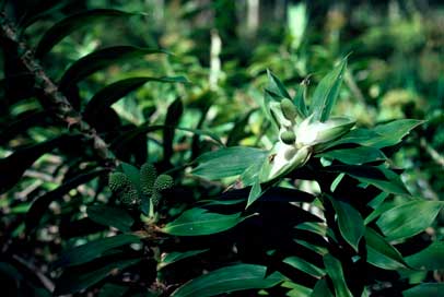 APII jpeg image of Freycinetia scandens  © contact APII