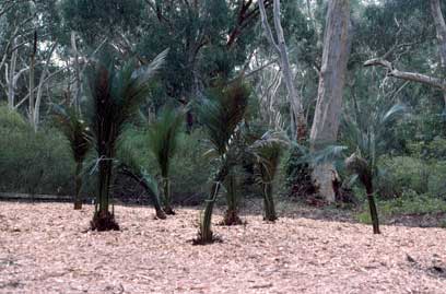 APII jpeg image of Macrozamia communis  © contact APII