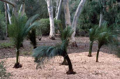 APII jpeg image of Macrozamia communis  © contact APII