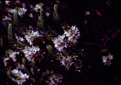 APII jpeg image of Epacris sprengelioides  © contact APII