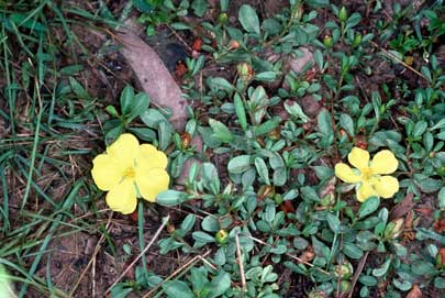 APII jpeg image of Hibbertia diffusa  © contact APII