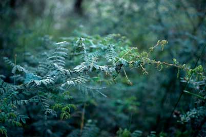 APII jpeg image of Acacia pubescens  © contact APII