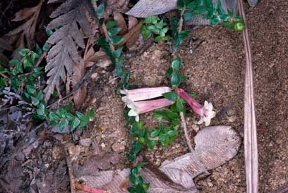 APII jpeg image of Epacris reclinata  © contact APII