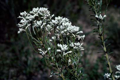 APII jpeg image of Conospermum taxifolium  © contact APII