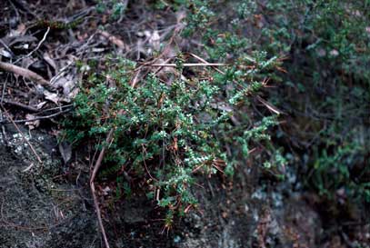 APII jpeg image of Epacris reclinata  © contact APII