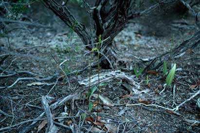 APII jpeg image of Cryptostylis subulata,<br/>Kunzea rupestris  © contact APII