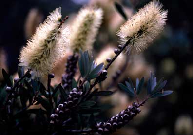 APII jpeg image of Callistemon pallidus  © contact APII