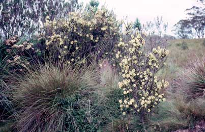 APII jpeg image of Callistemon viridiflorus  © contact APII