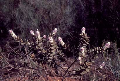 APII jpeg image of Lachnostachys ferruginea f. ferruginea  © contact APII