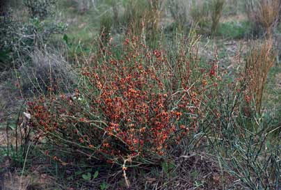 APII jpeg image of Daviesia intricata subsp. intricata  © contact APII