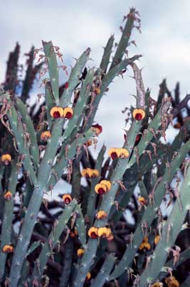 APII jpeg image of Daviesia euphorbioides  © contact APII