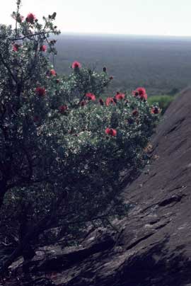 APII jpeg image of Kunzea baxteri  © contact APII