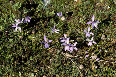 APII jpeg image of Pheladenia deformis  © contact APII