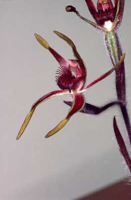 APII jpeg image of Caladenia arrecta  © contact APII