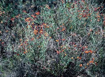 APII jpeg image of Daviesia incrassata subsp. reversifolia  © contact APII