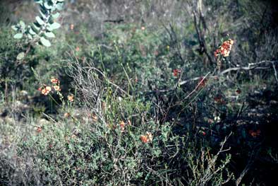 APII jpeg image of Chorizema trigonum  © contact APII