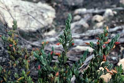 APII jpeg image of Eremophila glabra  © contact APII