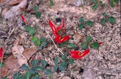 APII jpeg image of Kennedia prostrata  © contact APII