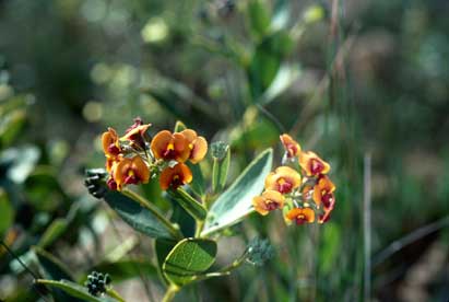 APII jpeg image of Daviesia ovata  © contact APII