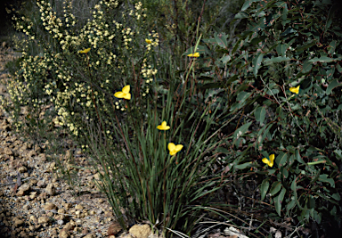 APII jpeg image of Patersonia umbrosa var. xanthina  © contact APII