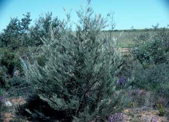 APII jpeg image of Grevillea cagiana  © contact APII