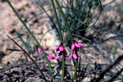 APII jpeg image of Tetratheca efoliata  © contact APII