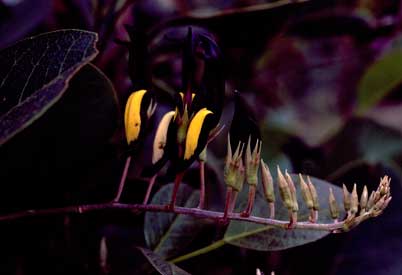 APII jpeg image of Kennedia nigricans  © contact APII