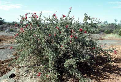 APII jpeg image of Kunzea pulchella  © contact APII