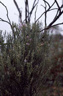 APII jpeg image of Eremophila scoparia  © contact APII