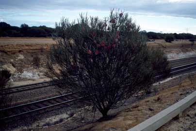 APII jpeg image of Hakea francisiana  © contact APII