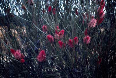 APII jpeg image of Hakea francisiana  © contact APII