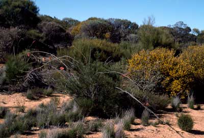 APII jpeg image of Grevillea petrophiloides subsp. petrophiloides  © contact APII