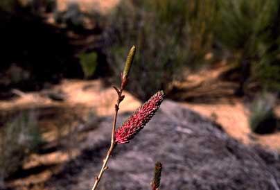 APII jpeg image of Grevillea petrophiloides subsp. petrophiloides  © contact APII