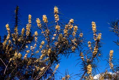 APII jpeg image of Hakea recurva subsp. recurva  © contact APII