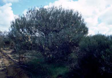 APII jpeg image of Hakea francisiana  © contact APII