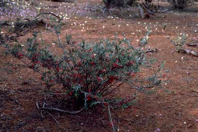 APII jpeg image of Grevillea deflexa  © contact APII