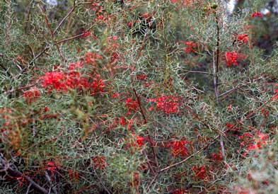 APII jpeg image of Grevillea dielsiana  © contact APII