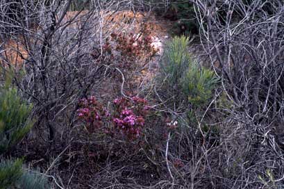 APII jpeg image of Calytrix leschenaultii  © contact APII