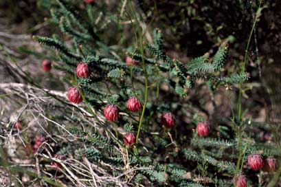 APII jpeg image of Darwinia neildiana  © contact APII