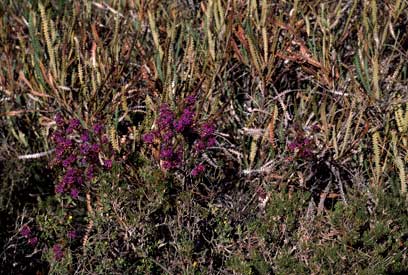 APII jpeg image of Calytrix sapphirina  © contact APII