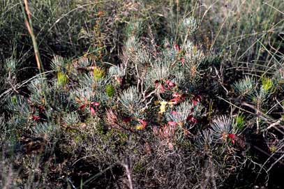 APII jpeg image of Calothamnus torulosus  © contact APII