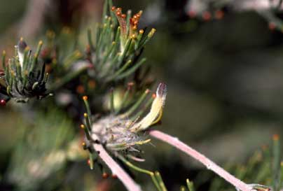 APII jpeg image of Adenanthos cygnorum subsp. cygnorum  © contact APII