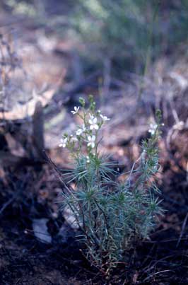 APII jpeg image of Stylidium eglandulosum  © contact APII