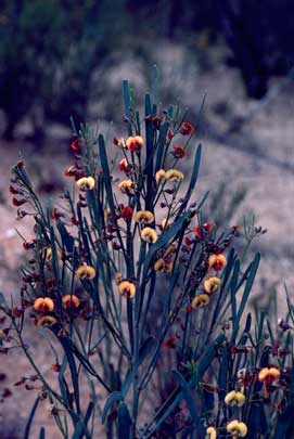 APII jpeg image of Daviesia rubiginosa  © contact APII