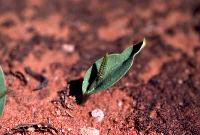 APII jpeg image of Ophioglossum polyphylum  © contact APII