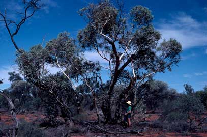 APII jpeg image of Eucalyptus hypolaena  © contact APII