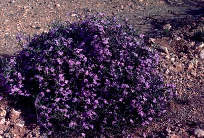 APII jpeg image of Scaevola oxyclona  © contact APII