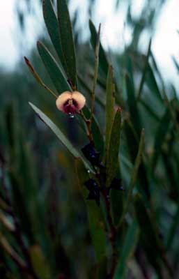 APII jpeg image of Daviesia megacalyx  © contact APII