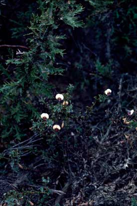 APII jpeg image of Daviesia uniflora  © contact APII