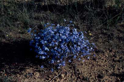 APII jpeg image of Lechenaultia biloba  © contact APII